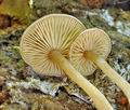 Trichocybe_puberula_br4993