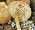 Trichocybe_puberula_br5000