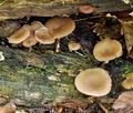 Trichocybe_puberula_br5027