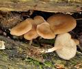 Trichocybe_puberula_br5040