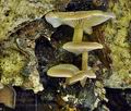 Trichocybe_puberula_br5096