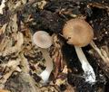 Trichocybe_puberula_bt4704