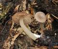 Trichocybe_puberula_bt4708