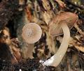 Trichocybe_puberula_bt4710