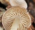 Trichocybe_puberula_bt4713