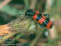 Trichodes_apiarius_10191