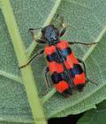 Trichodes_apiarius_bs2781