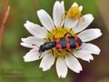 Trichodes_leucopsideus_bg3998