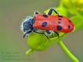 Trichodes_octopunctatus_bg3983