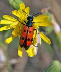 Trichodes_octopunctatus_e0942