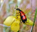 Trichodes_octopunctatus_e2185