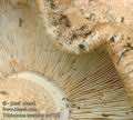 Tricholoma_acerbum_ac7378