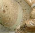 Tricholoma_acerbum_ac7382