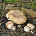 Tricholoma_acerbum_be3262