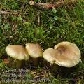 Tricholoma_aestuans_be3173