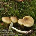 Tricholoma_aestuans_be3180