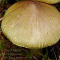 Tricholoma_aestuans_be3182