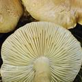 Tricholoma_aestuans_be3187