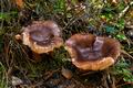 Tricholoma_albobrunneum_jd4656