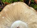 Tricholoma_apium_bm7791