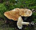 Tricholoma_apium_bp0946