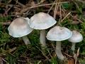 Tricholoma_argyraceum_ce5051s