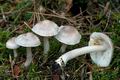 Tricholoma_argyraceum_ce5067s