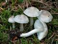 Tricholoma_argyraceum_ce5078s