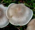 Tricholoma_argyraceum_ce5093s