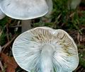 Tricholoma_argyraceum_ce5100s