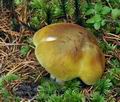 Tricholoma_arvernense_bs9564