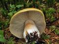 Tricholoma_arvernense_bs9567