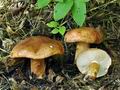 Tricholoma_batschii_bv3285