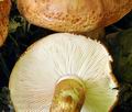 Tricholoma_batschii_bv3295