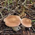 Tricholoma_boreale_bd9874