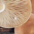 Tricholoma_boreale_bd9878