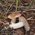 Tricholoma_boreale_bd9884