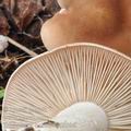 Tricholoma_boreale_bd9886