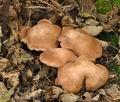 Tricholoma_boreale_bp3725