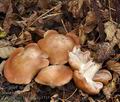 Tricholoma_boreale_bp3735