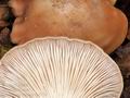 Tricholoma_boreale_bp3738