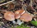 Tricholoma_boreale_bp3747