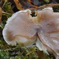 Tricholoma_cingulatum_be4888