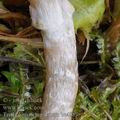 Tricholoma_cingulatum_be4889