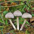 Tricholoma_cingulatum_bi5165