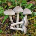 Tricholoma_cingulatum_bi5175