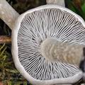 Tricholoma_cingulatum_bi5182