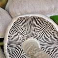 Tricholoma_cingulatum_bi5187