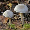 Tricholoma_cingulatum_bi5197