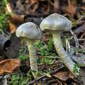 Tricholoma_cingulatum_bi5198